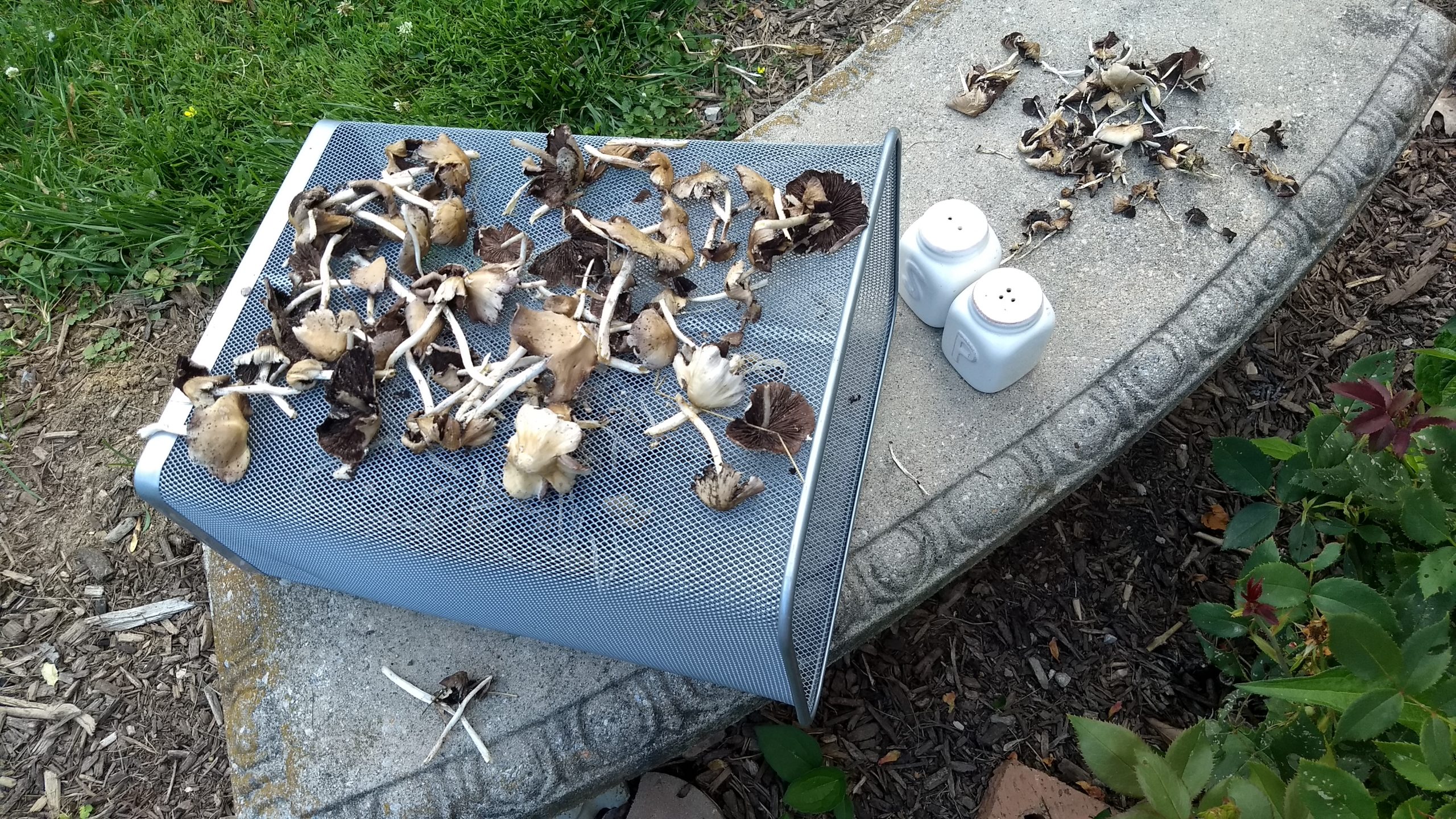 Drying Rack Garbage Can for Psathyrella with Salt and Pepper